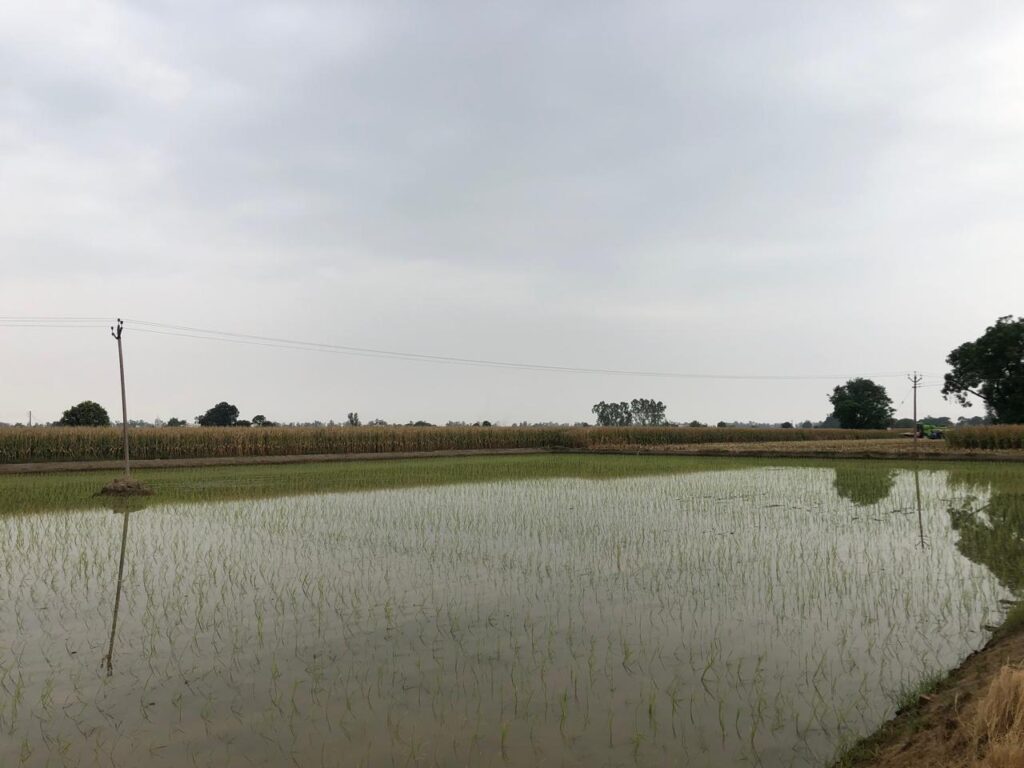 Rice Crop in the Month of Harh