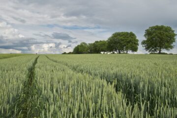 Green Wheat Field