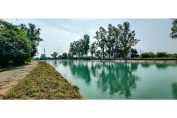 Summer Life in Village