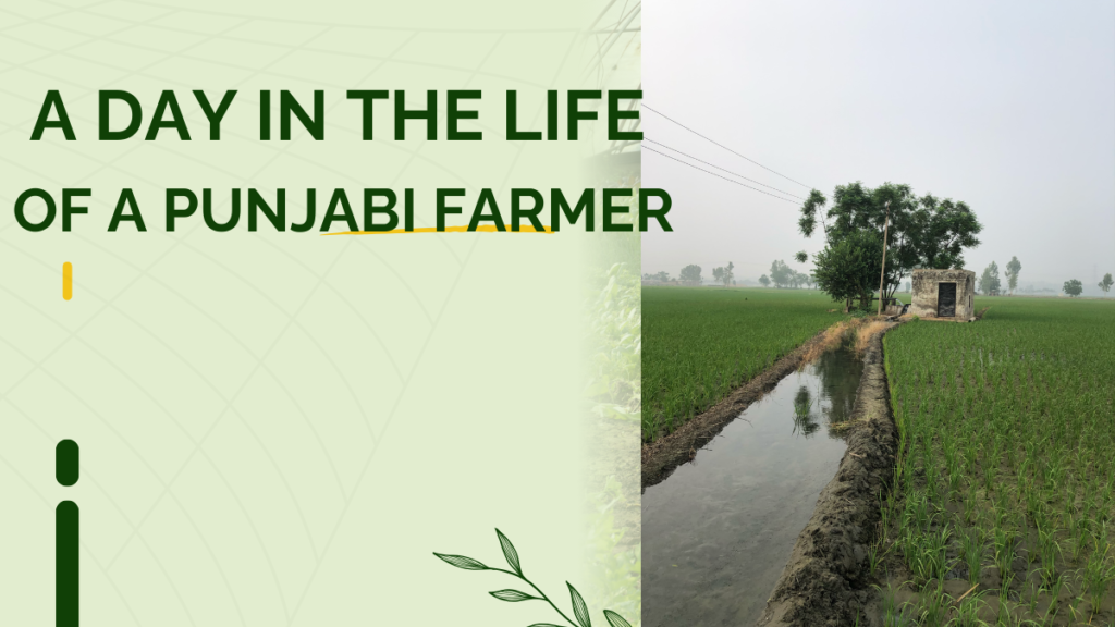 A Day in the Life of a Punjabi Village Farmer