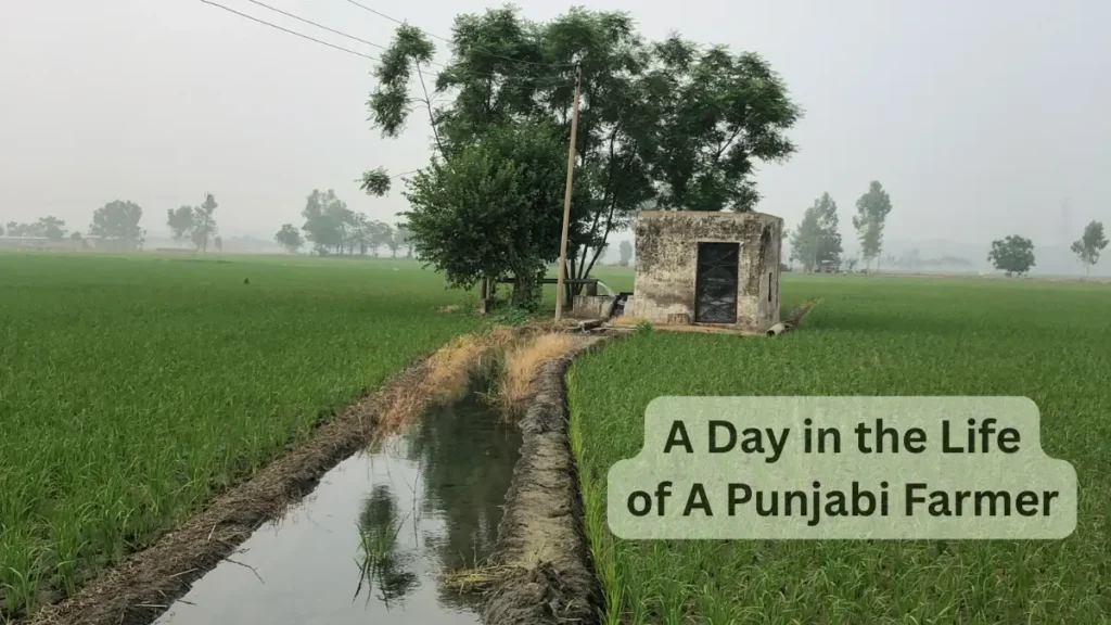 Punjabi Village Farmer