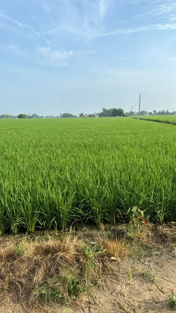 Rice Corp at Village Raowal, Ludhiana