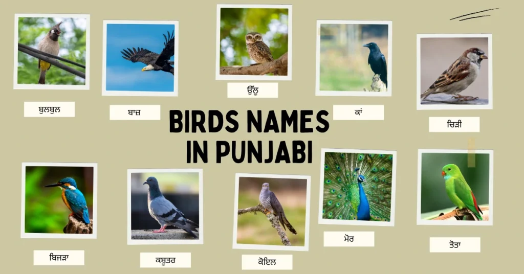 Birds Names in Punjabi