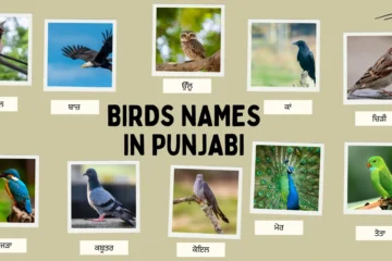 Birds Names in Punjabi