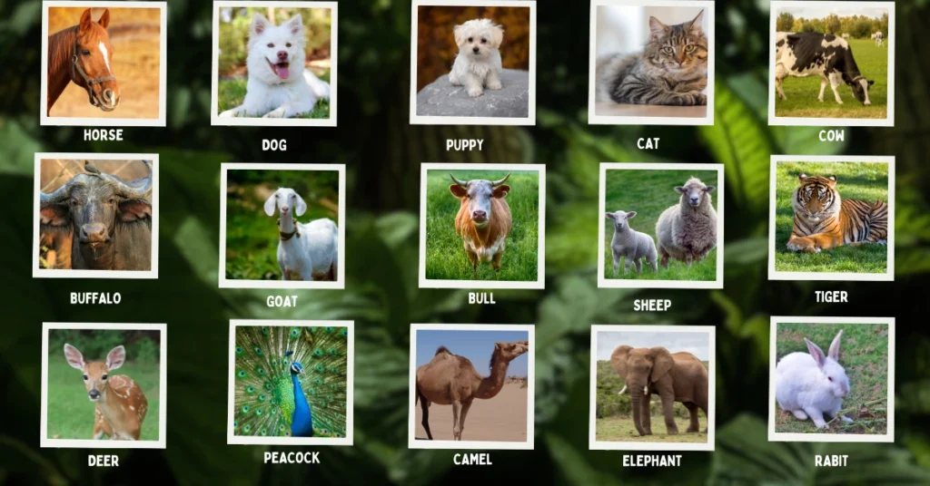 15 Animals Names in Punjabi