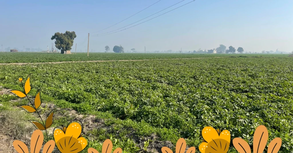 Daytime View in Phagun month at Village Raowal