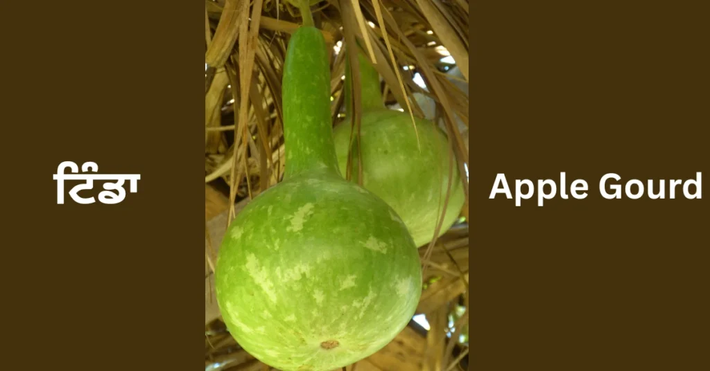 Apple Gourd