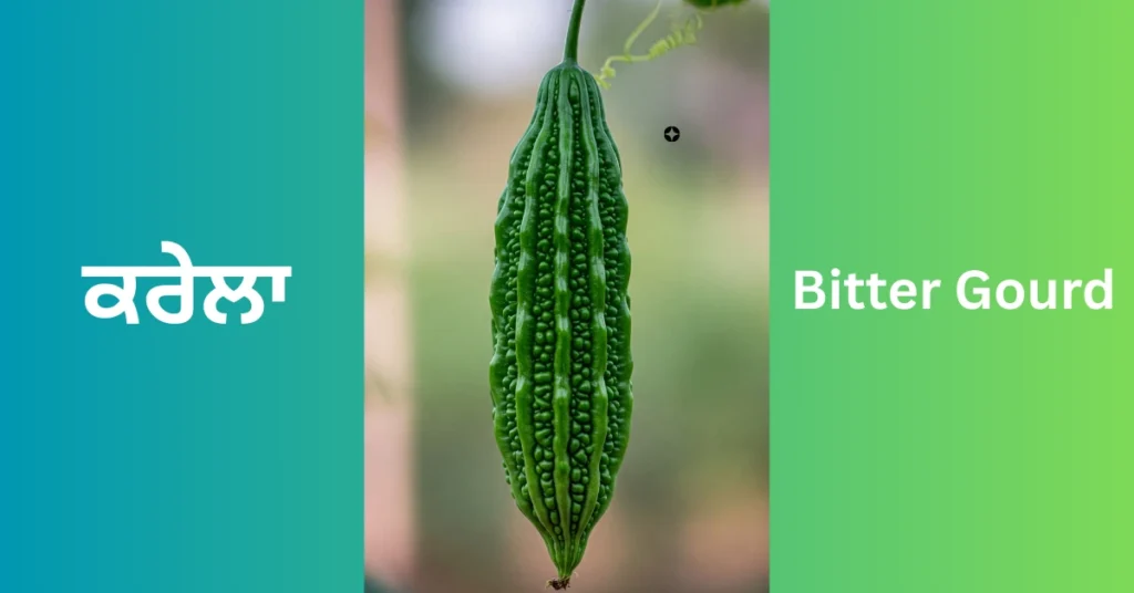 Bitter Gourd