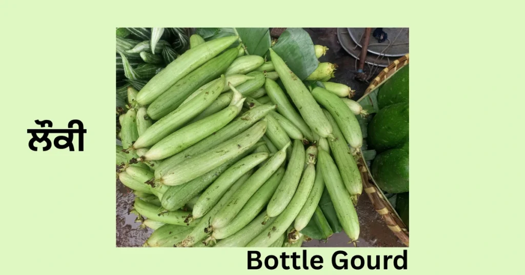 Bottle Gourd
