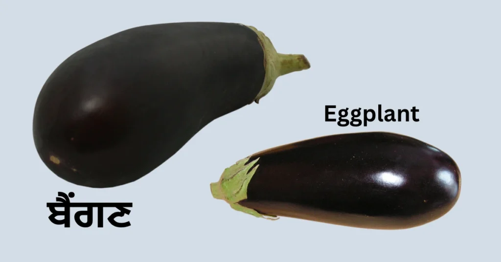 Eggplant