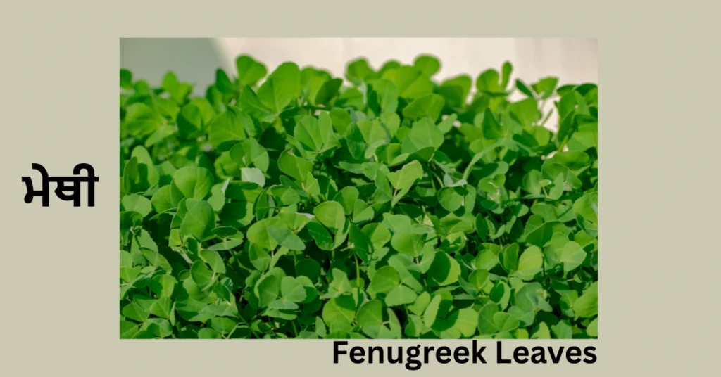 Fenugreek Leaves