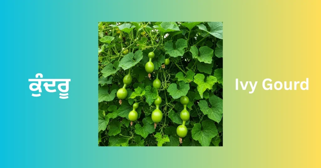Ivy Gourd
