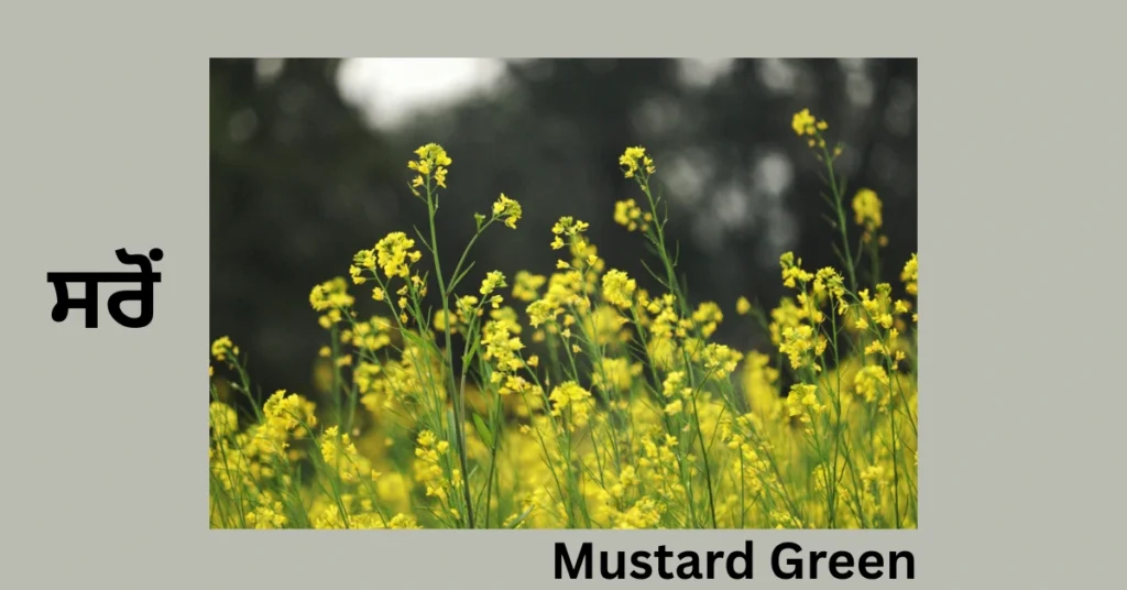 Mustard Green