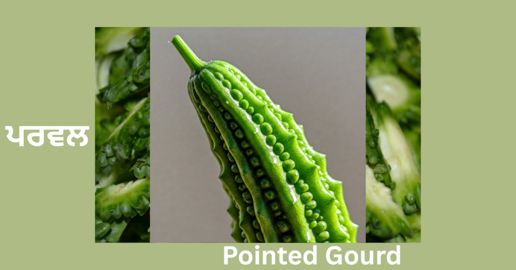 Pointed Gourd