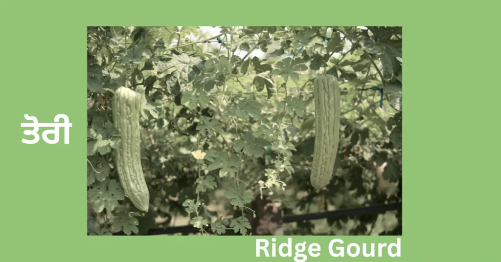 Ridge Gourd
