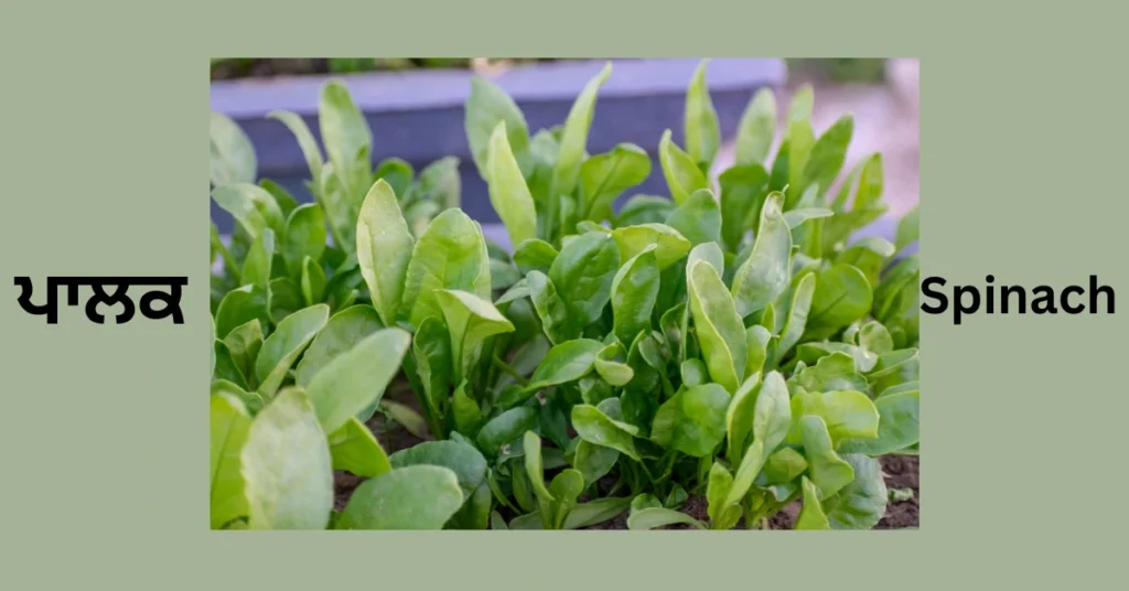 Spinach