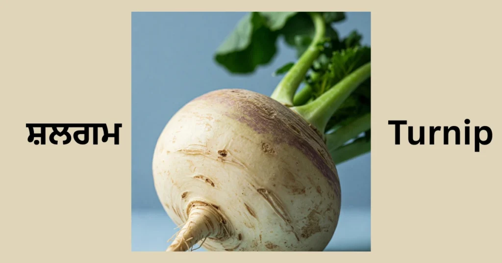 Turnip