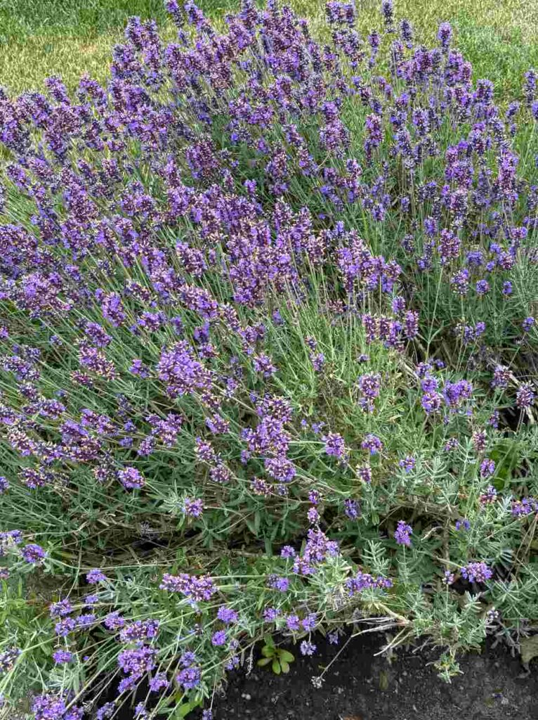 Lavender – ਉੱਤੇਰਾ (Utteyra)