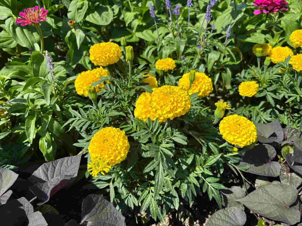 Marigold – ਗੇਂਦਾ (Genda)