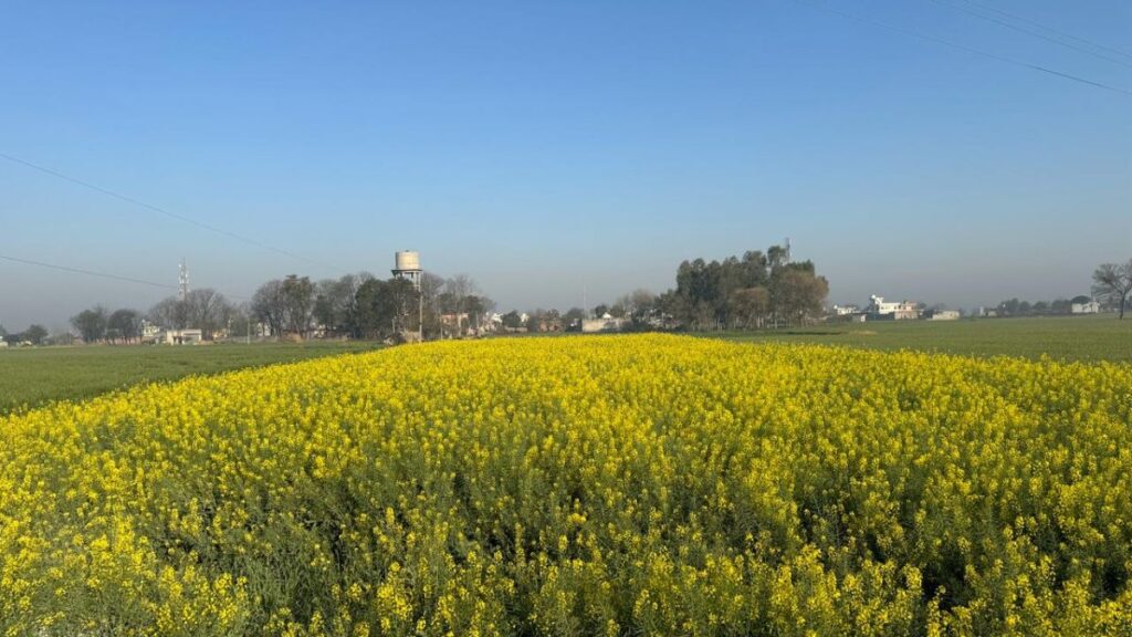 Mustard Field at Village Raowal
