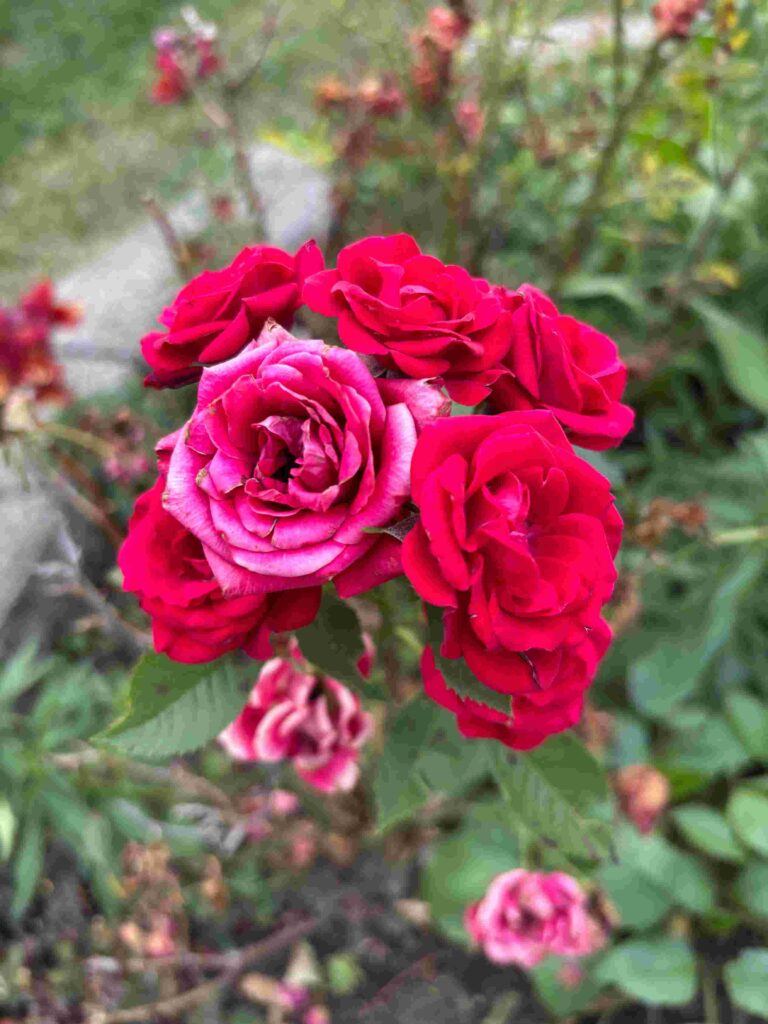 Rose Flowers