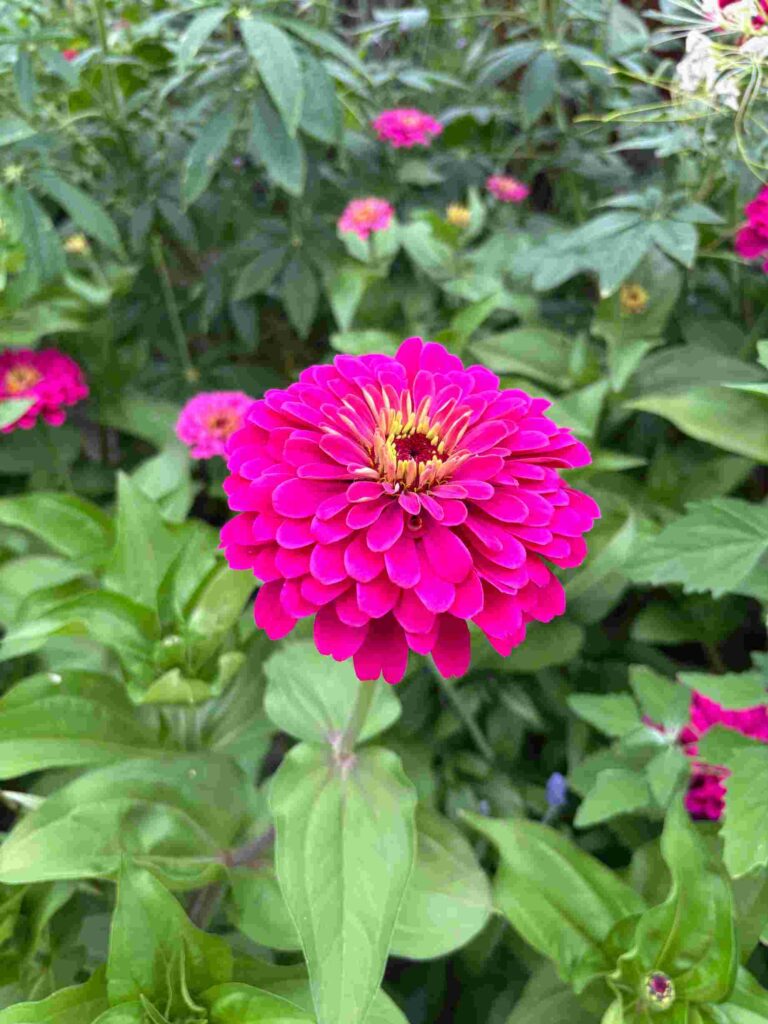 Zinnia Flower