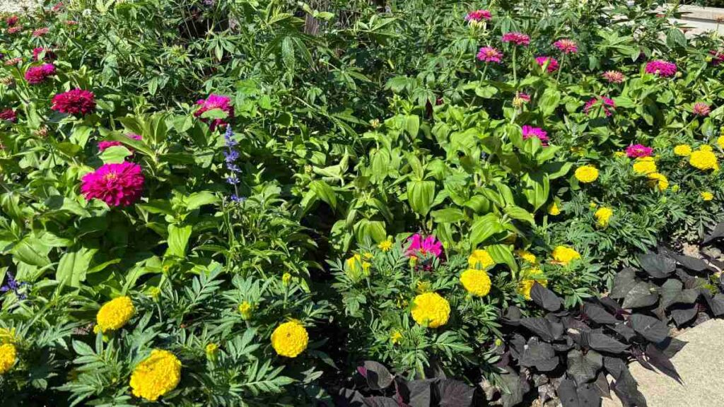 Flower Names in Punjabi