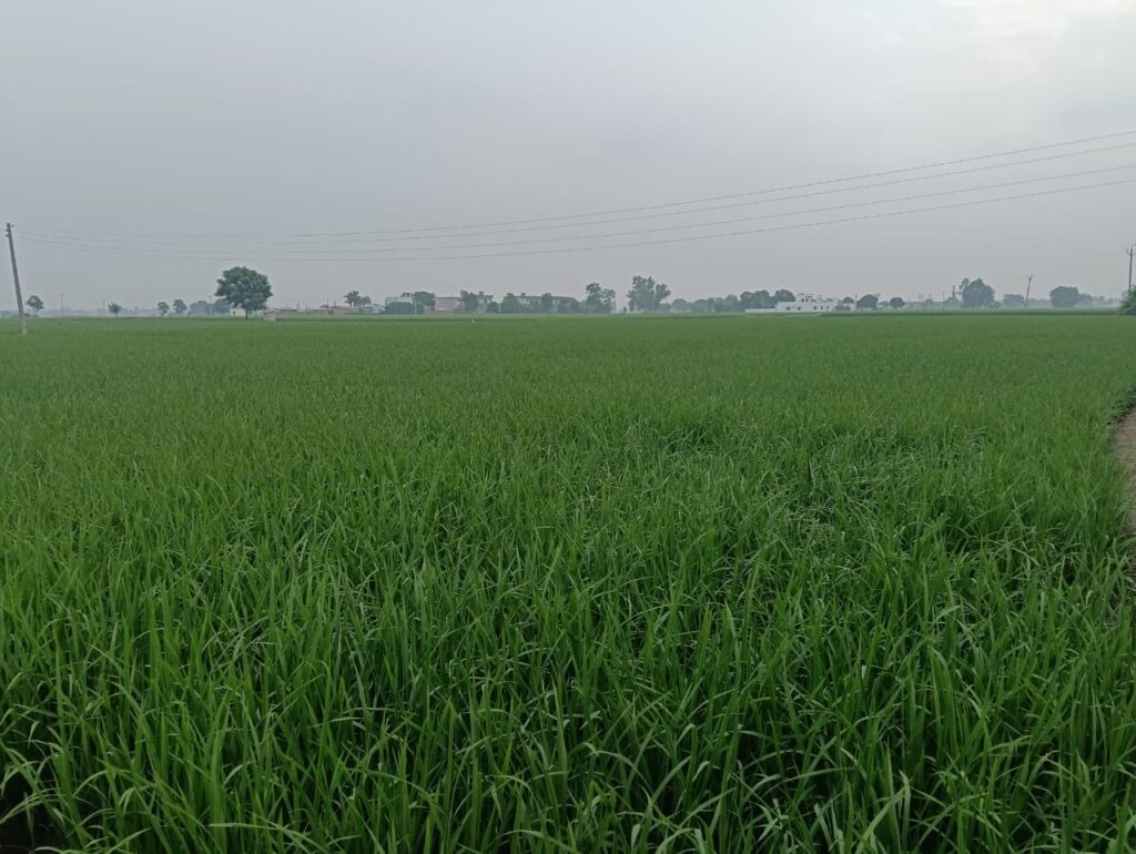 Greenery During Bhadon Month in Village Raowal