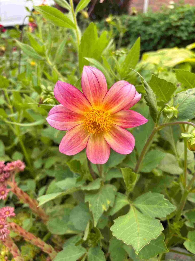Dahlia Flower