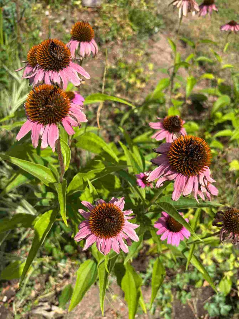 Daisy Flowers