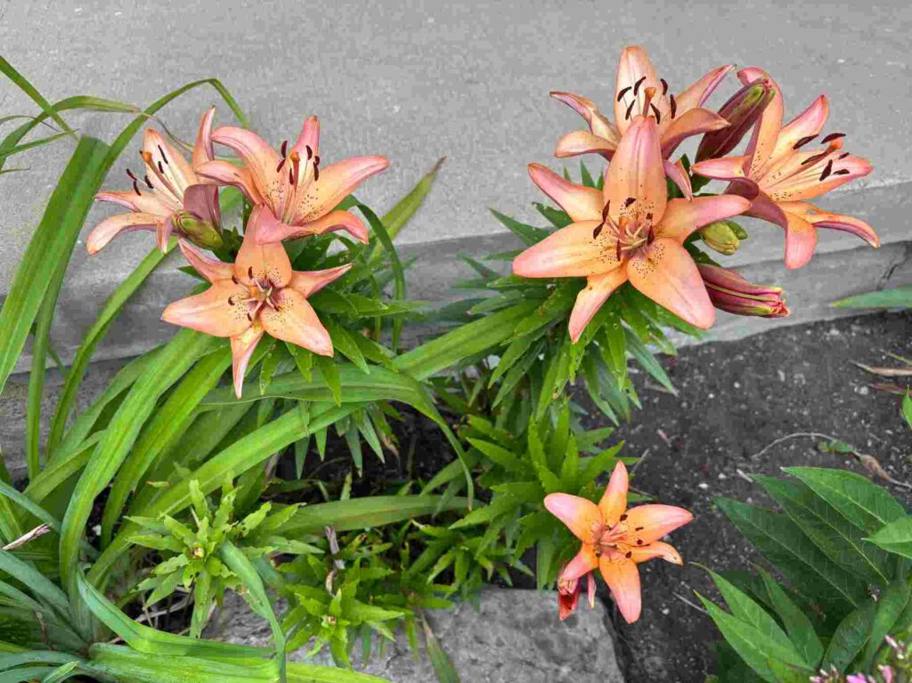 Flame Lily