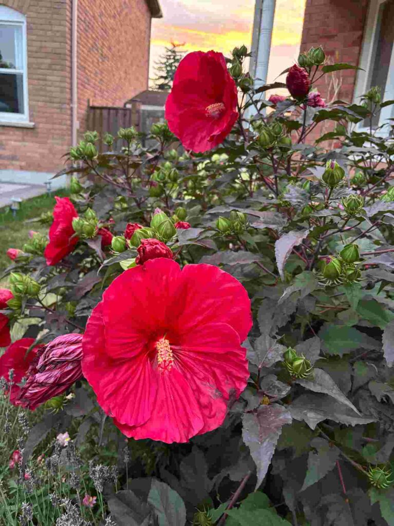 Hibiscus Flowers