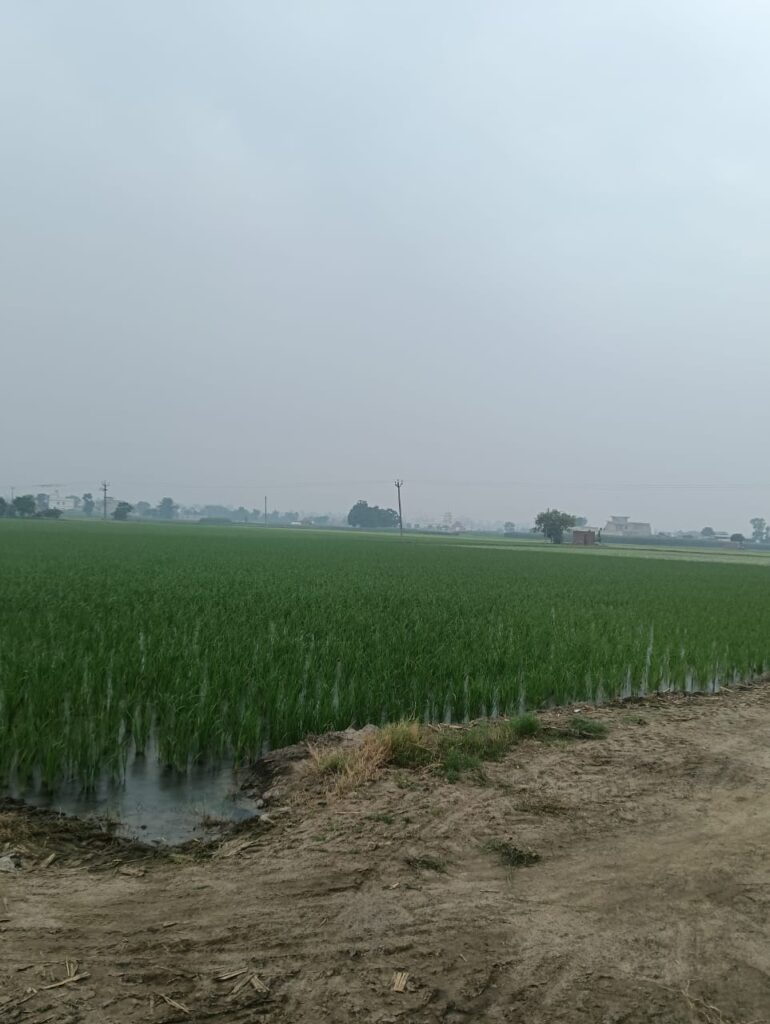 Gray Clouds During Bhadon Month