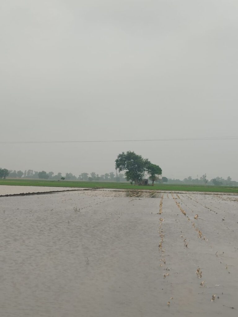 Rain in the Bhadon month