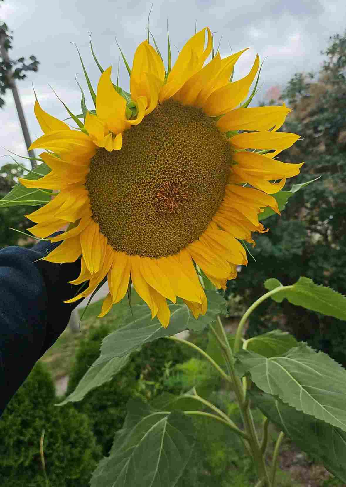 Sunflower