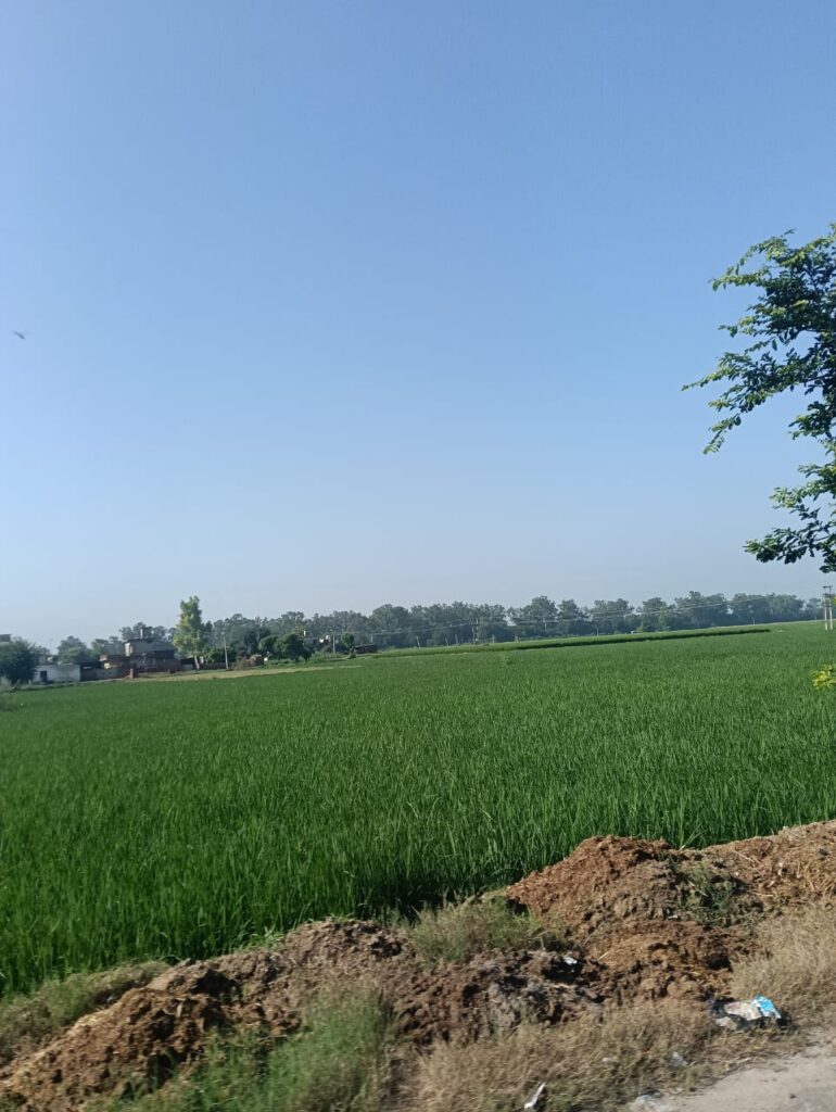 Rice Field in Village Raowal
