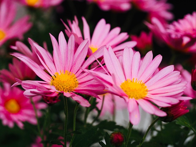 Chrysanthemum Flowers