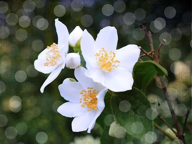 Coral Jasmine