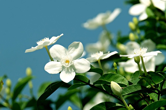 Jasmine Flowers