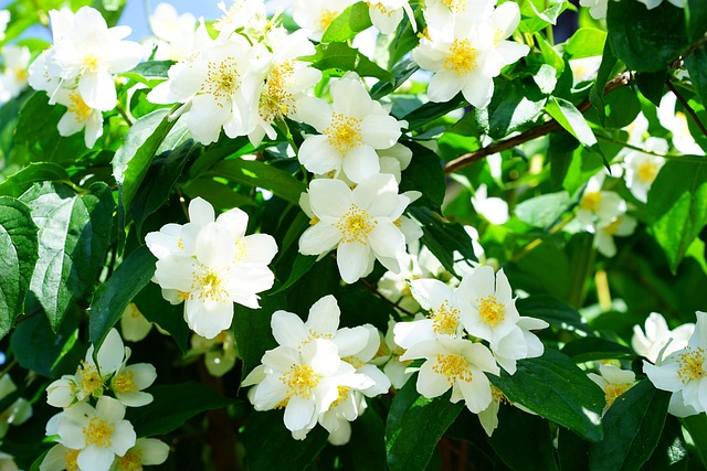 Night Jasmine