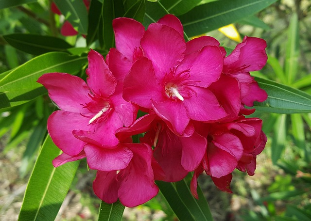 Oleander Flowers