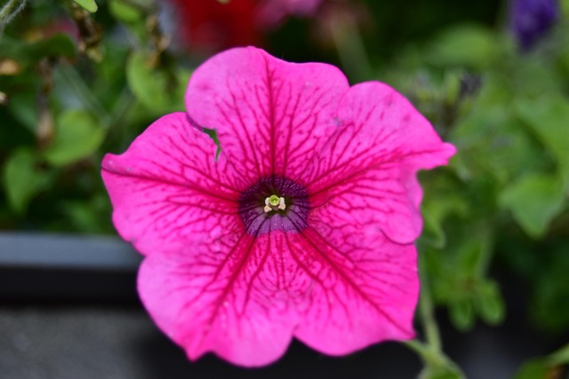 Petunia Flower