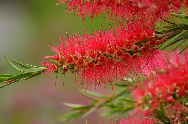 Bottlebrush Flower