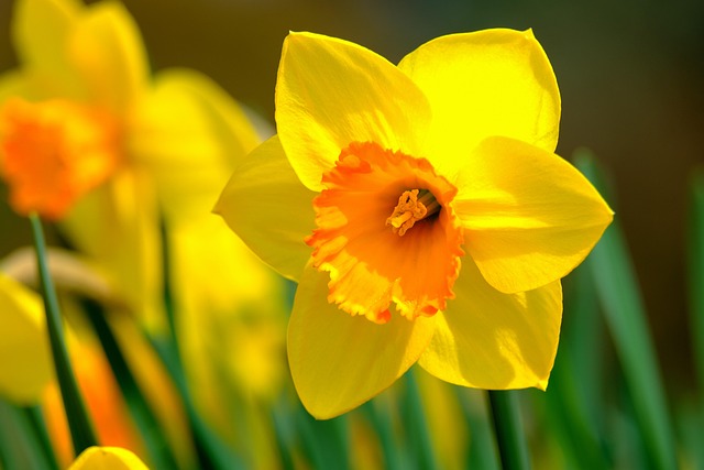 Daffodil Flower