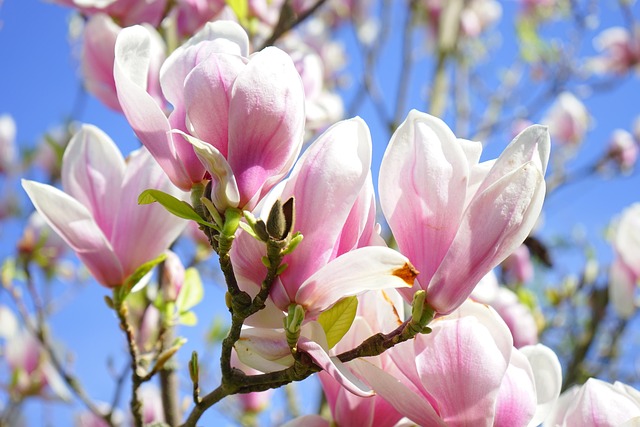 Magnolia Flowers