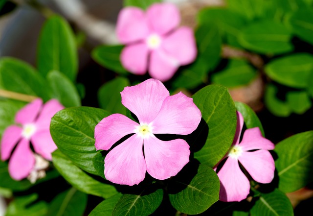 Periwinkle Flowers