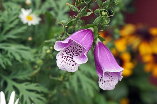 Foxglove Flowers