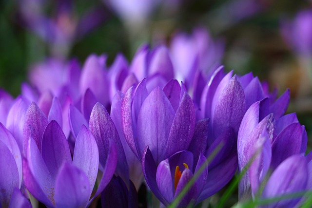 Crocus Flowers