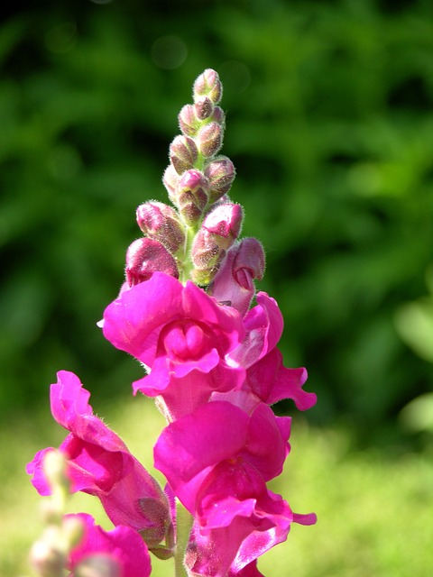 Snapdragon Flowers