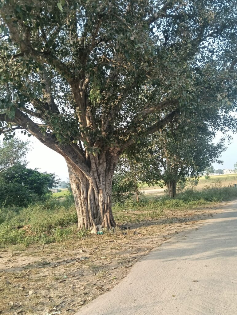 Peepal Tree at Canal Bridge in Village Raowal